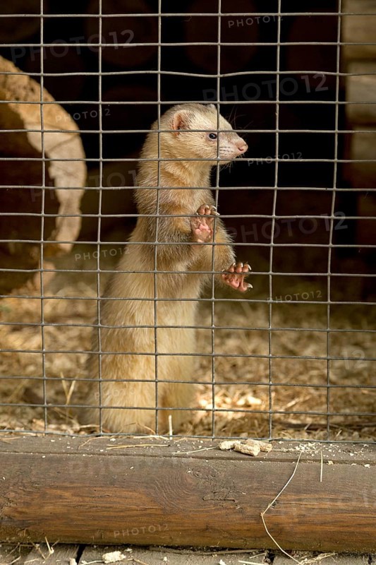 Ferrets in a cage