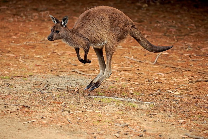 Western Gray Kangaroo
