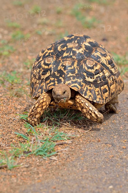 Leopard tortoise