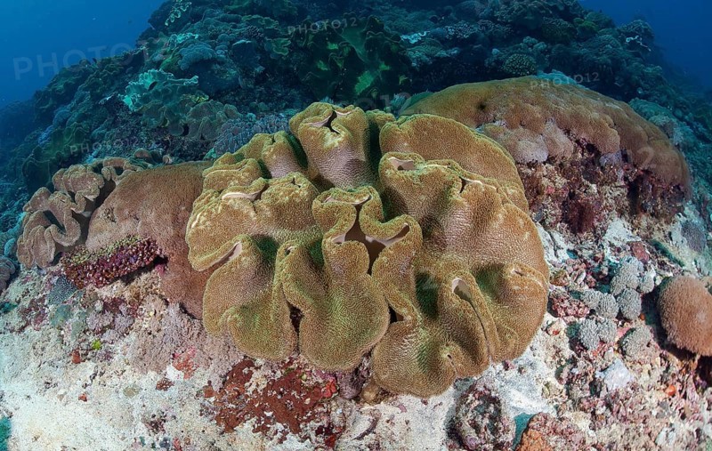 Leathery coral