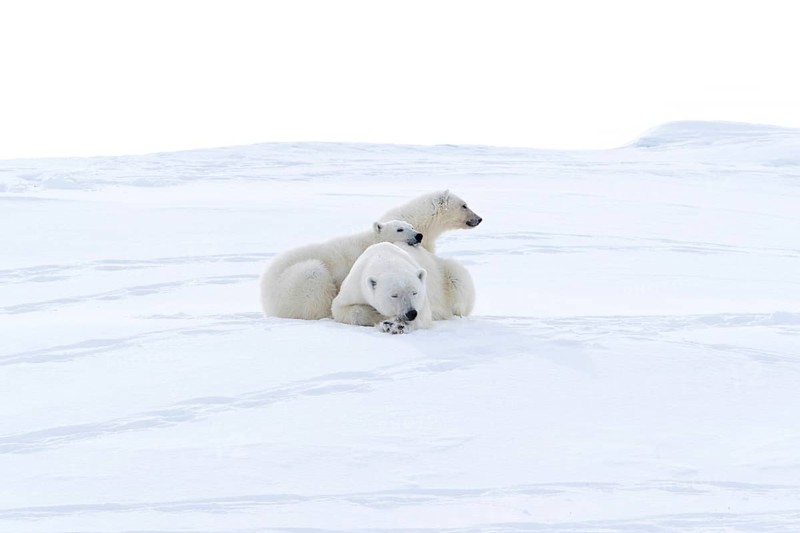 Polar bears