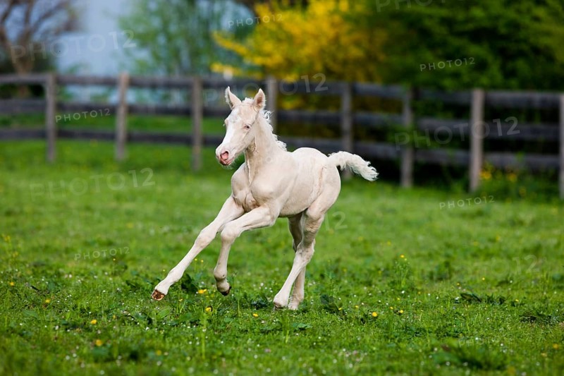 Cremello Morgan horse foal galloping in a pasture