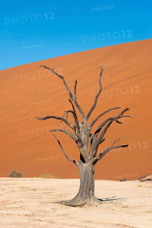 Dead camel or giraffe thorn
