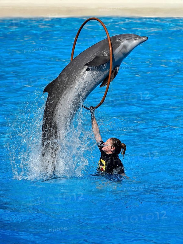 Dolphin show