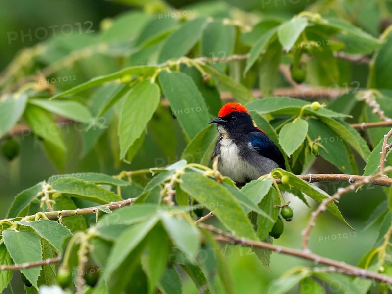 Scarlet-backed flowerpecker