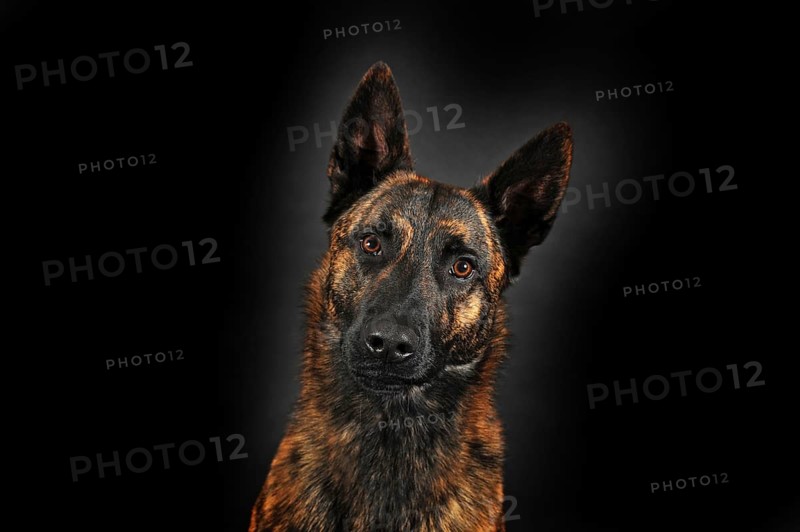 Dutch Shepherd