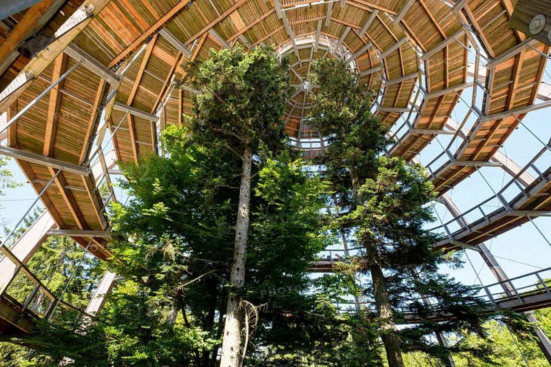 Tree tower