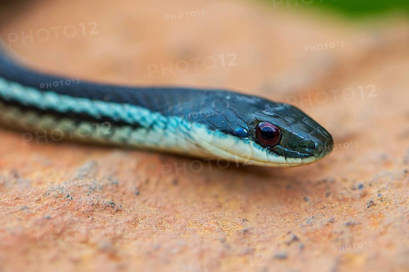 Snake