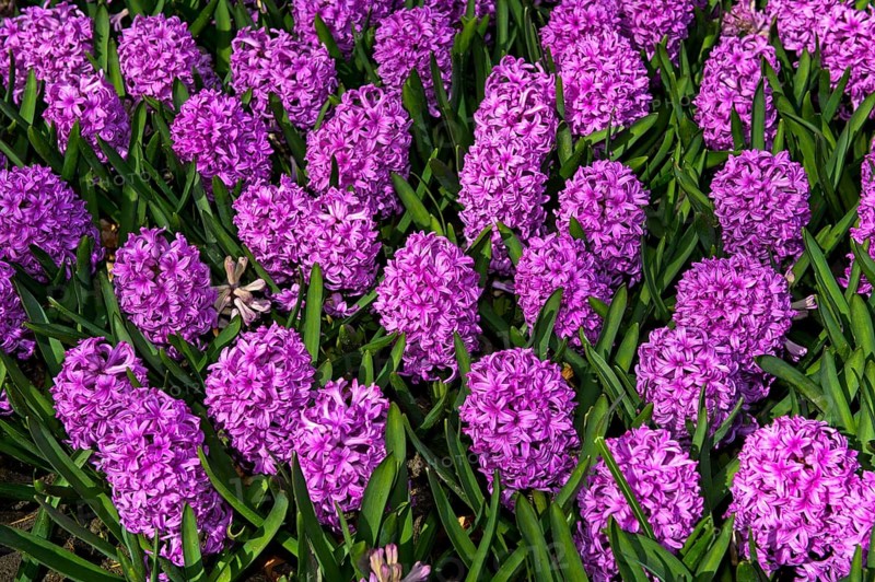 Garden Hyacinth
