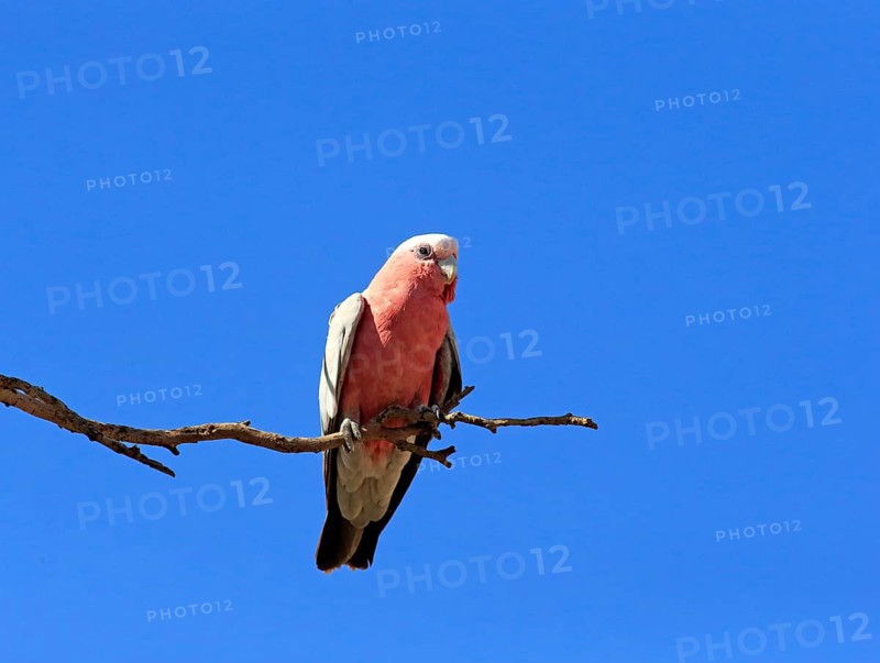 Galah