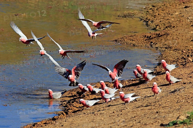 Galah