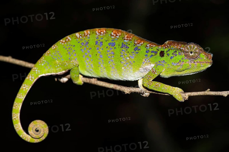 Labord's chameleon
