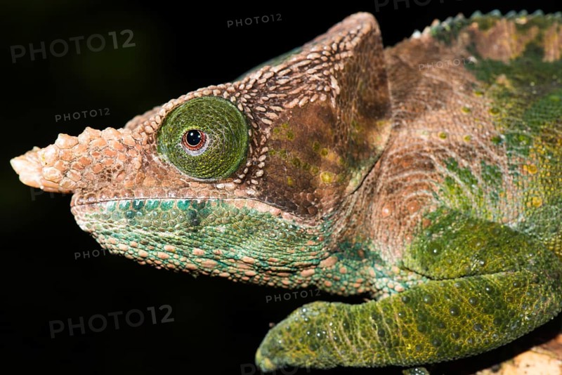 O'Shaughnessy's chameleon