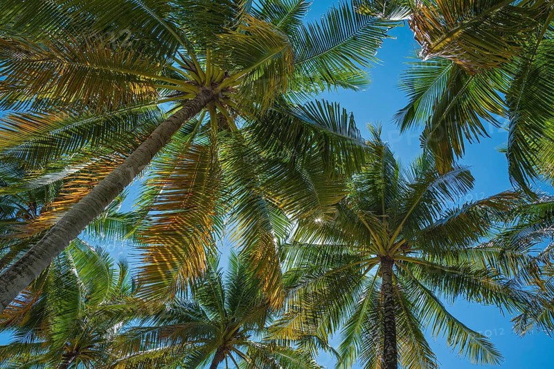Coconut trees