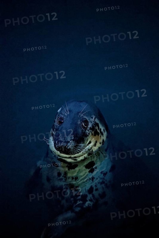 Pinniped