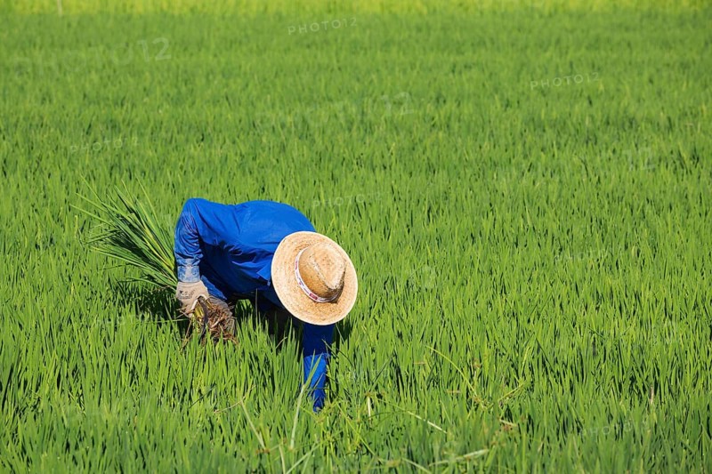 Weeding the rice fields