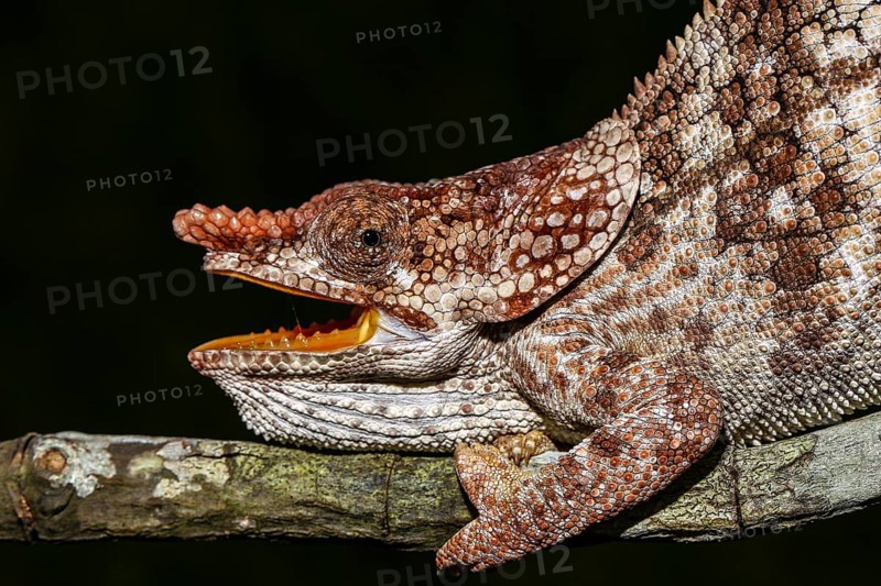 Male open-mouthed short-horned chameleon