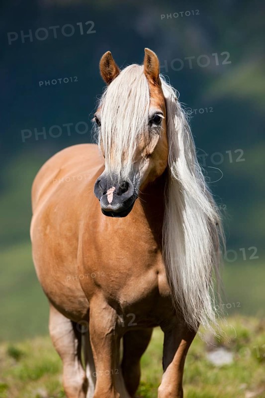 Haflinger with long mane on the alp