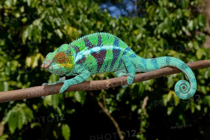 Panther chameleon