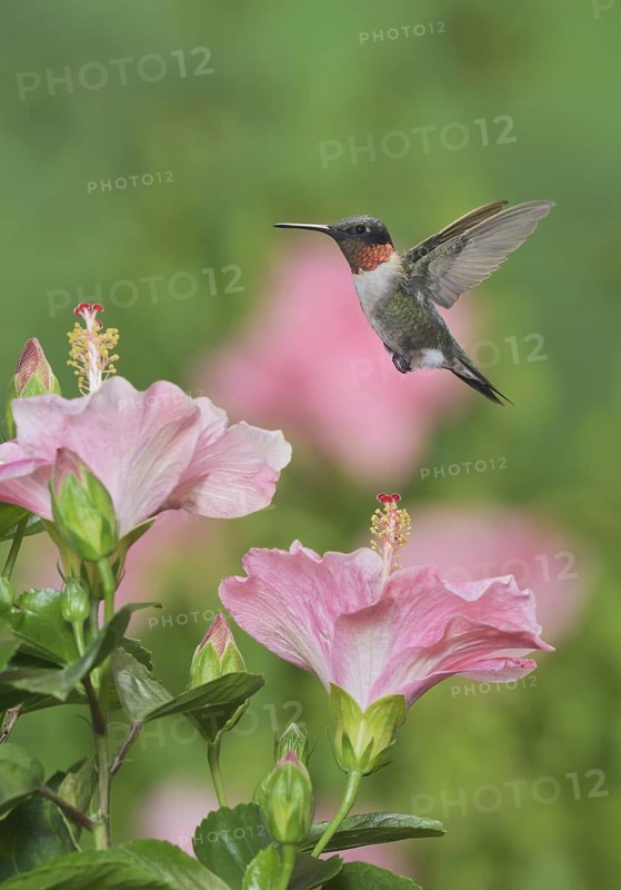 Ruby-throated Hummingbird