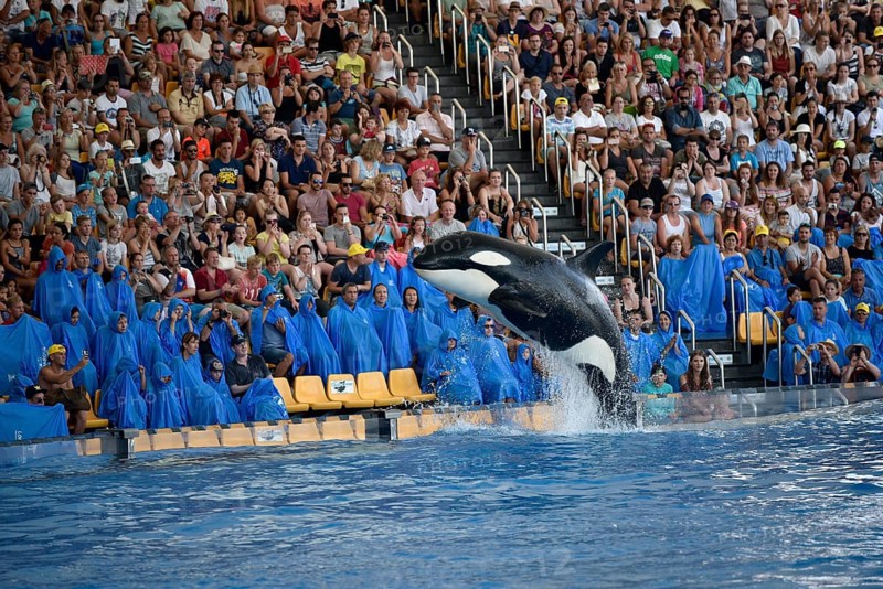 Orca