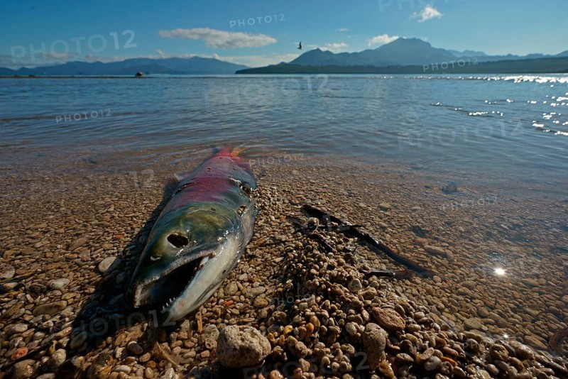 Chum salmon