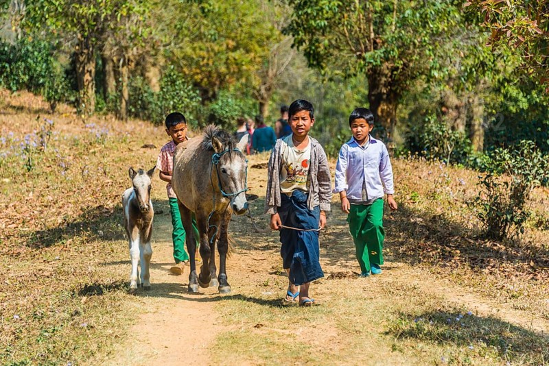 Little boys with horses