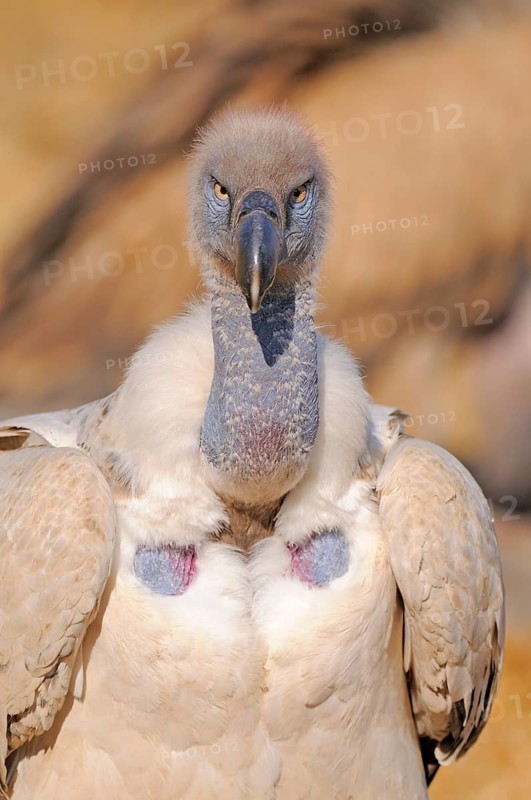 Cape vulture