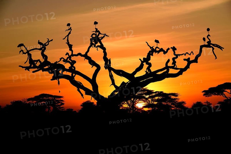 White Storks