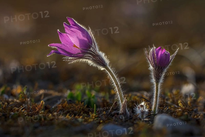 Pasque flowers