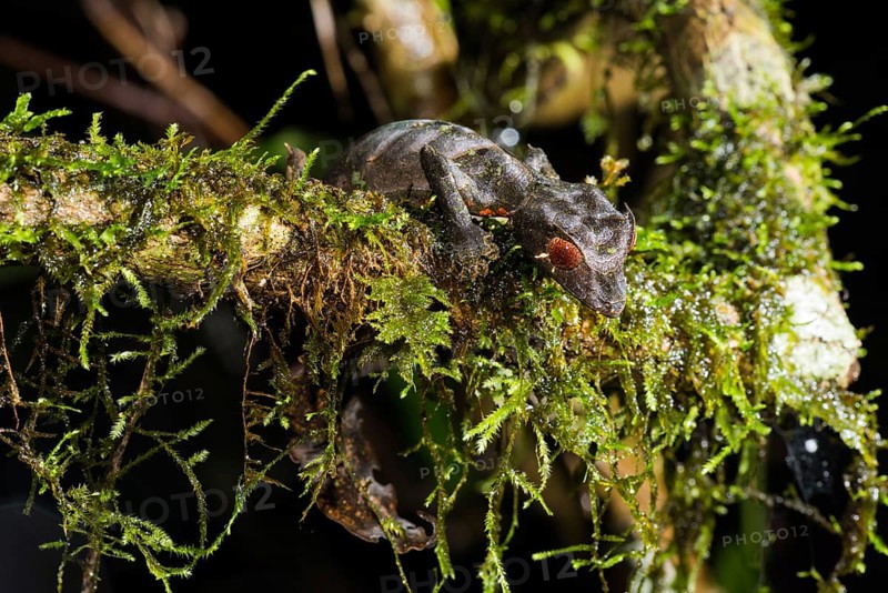 Satanic Leaf Tailed Gecko