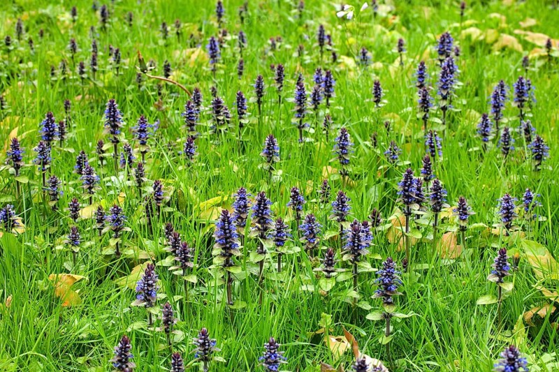 Bugleweed