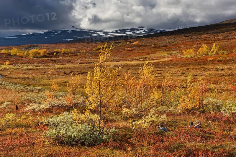 Colourful autumn landscape on the Saltfjellet