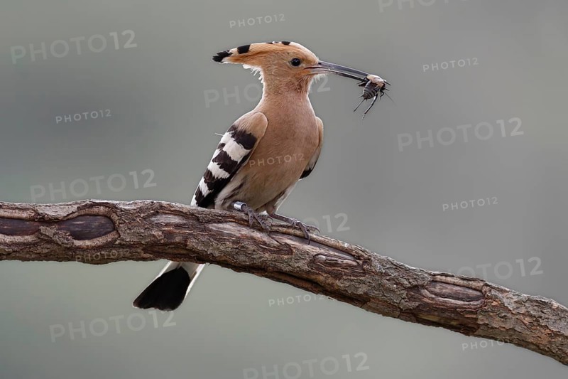 Hoopoe