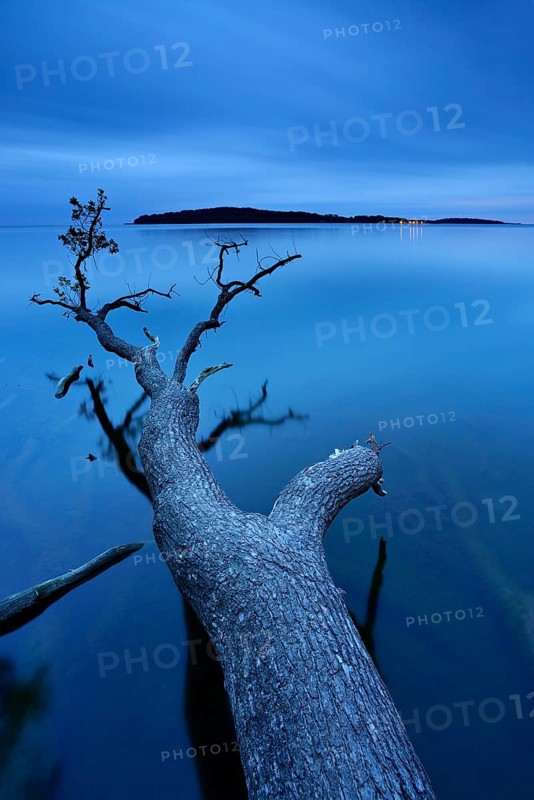 Oak tree trunk lying in water