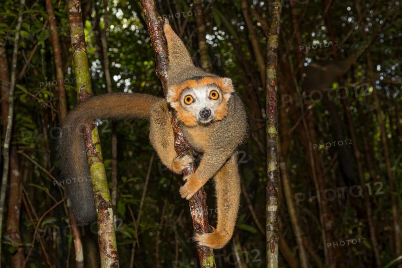 Crowned lemur
