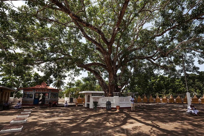 Sacred fig or bodhi