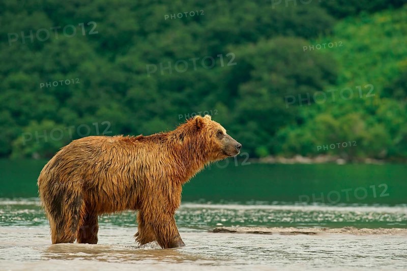 Brown bear