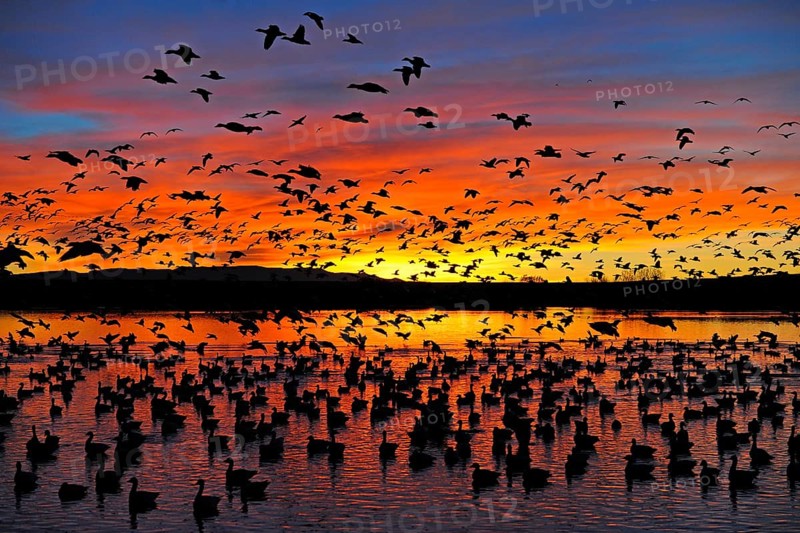 Many snow geese