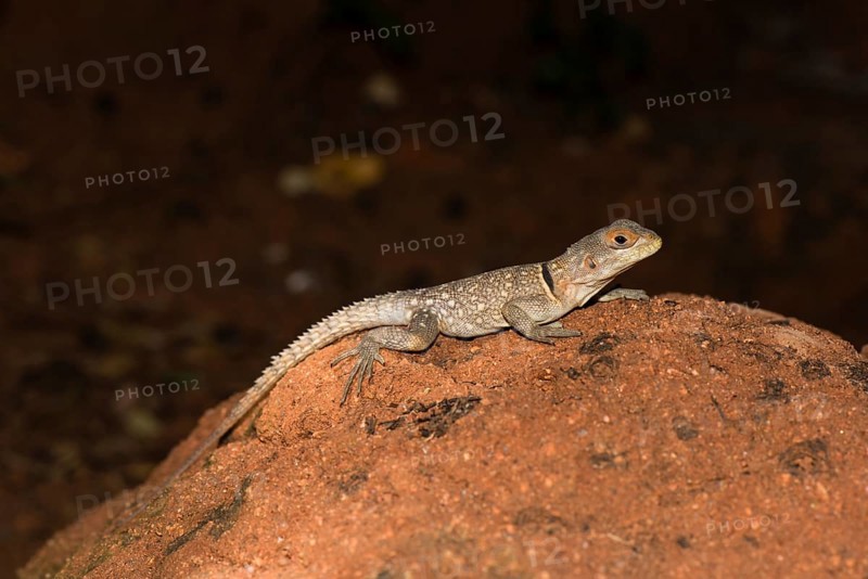 Madagascar Iguana