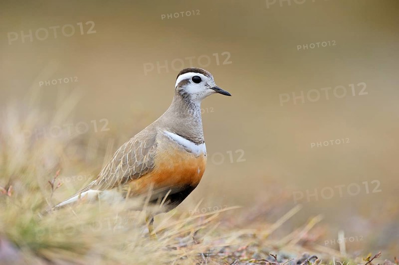 Eurasian dotterel