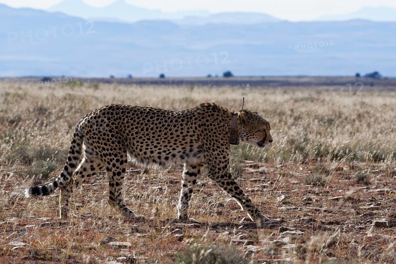 Cheetah