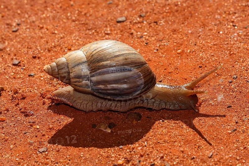 Agate snail