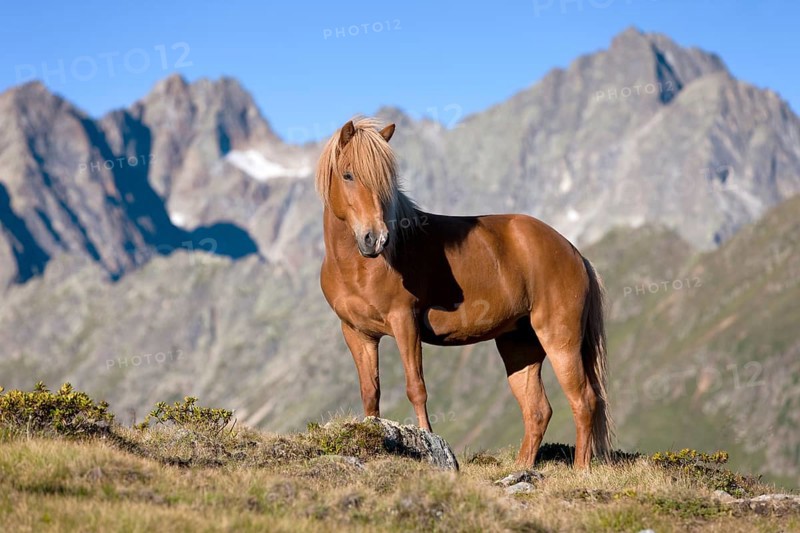 Icelandic horse on pasture in front of mountain range