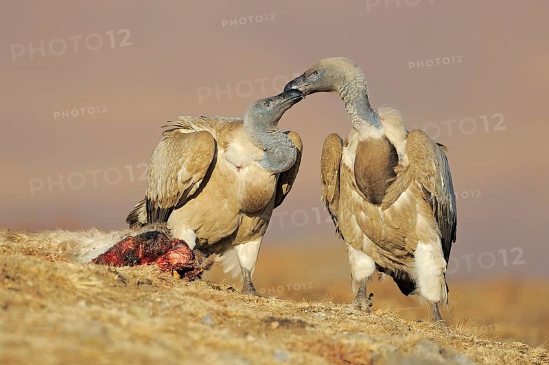 Cape vultures