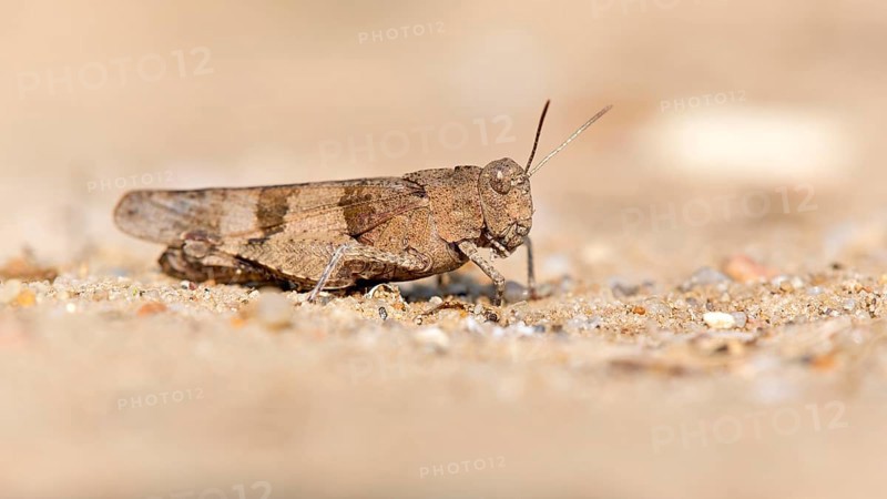 Blue-winged grasshopper