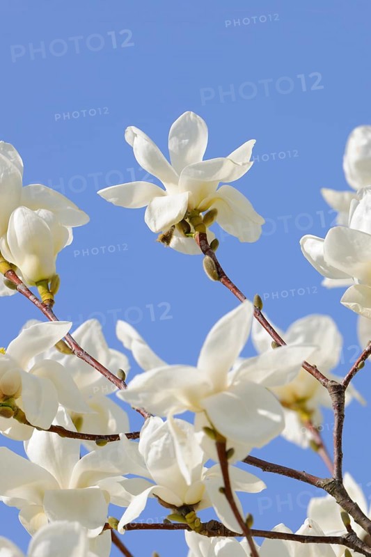 Flowers of the Yulan magnolia