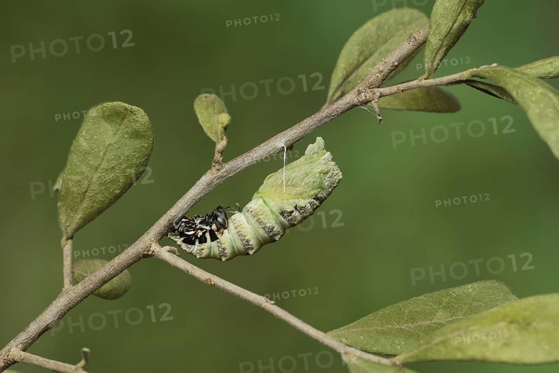 Black Swallowtail