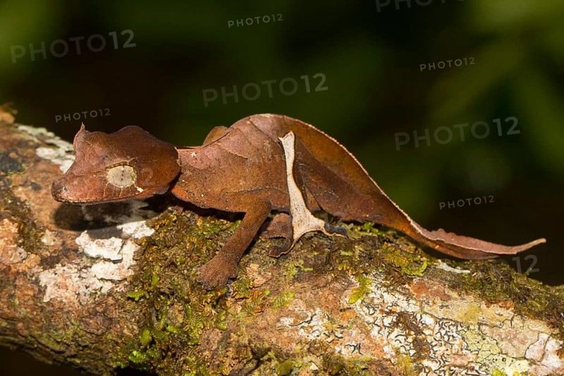 Rare Uroplatus