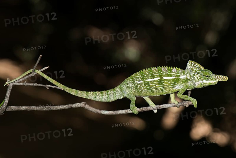 Labord's chameleon